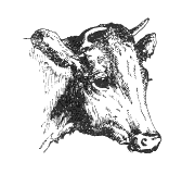 cow