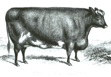 Cow 1850